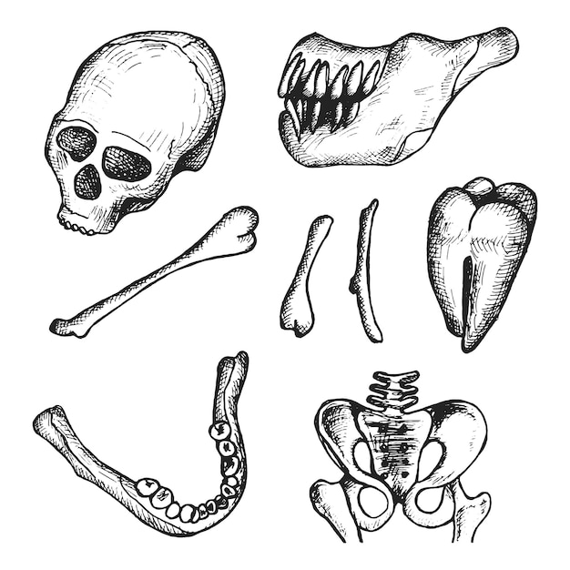 人間の頭骨および骨の考古学者のベクトル