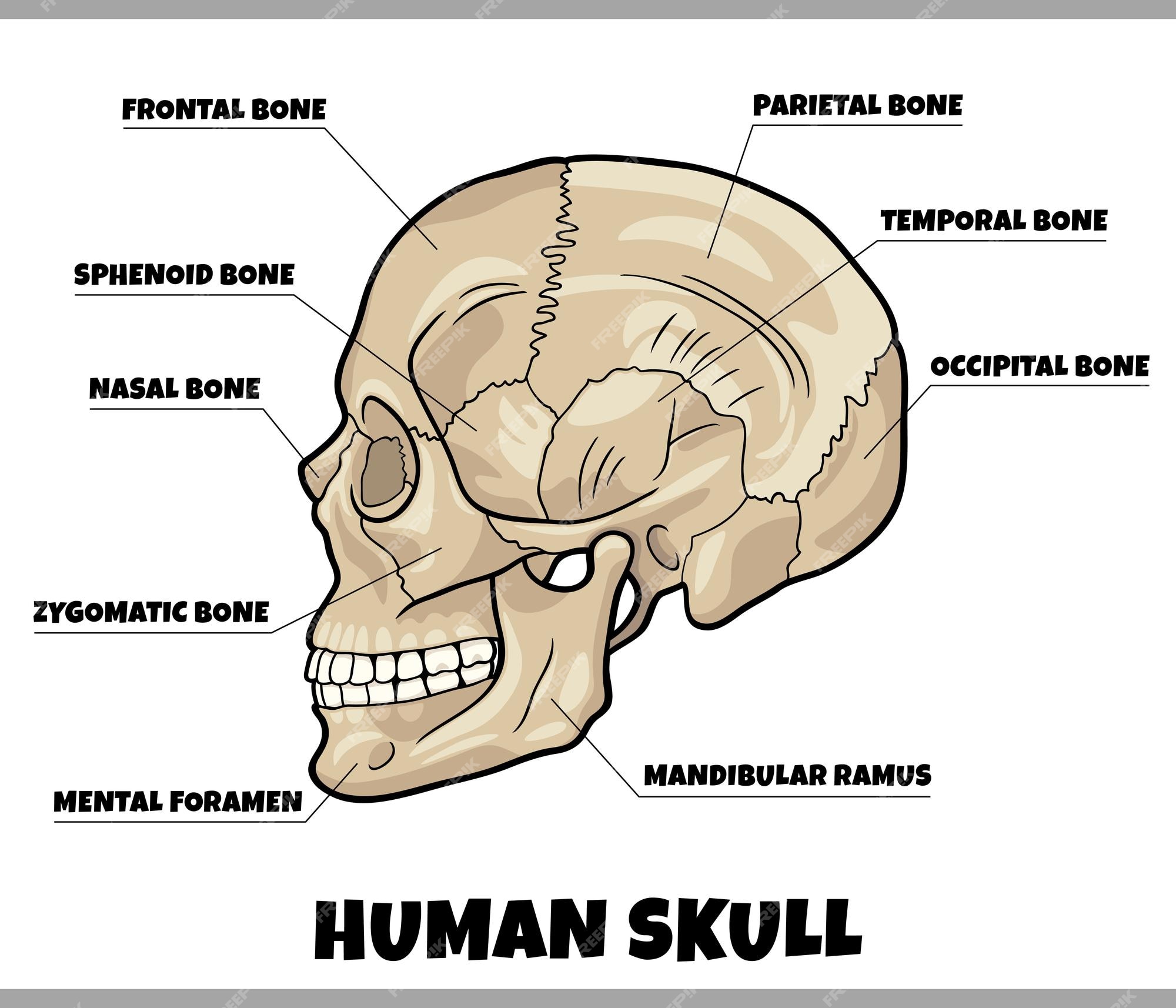 The Skull: Names of Bones in the Head, with Anatomy, & Labeled Diagram