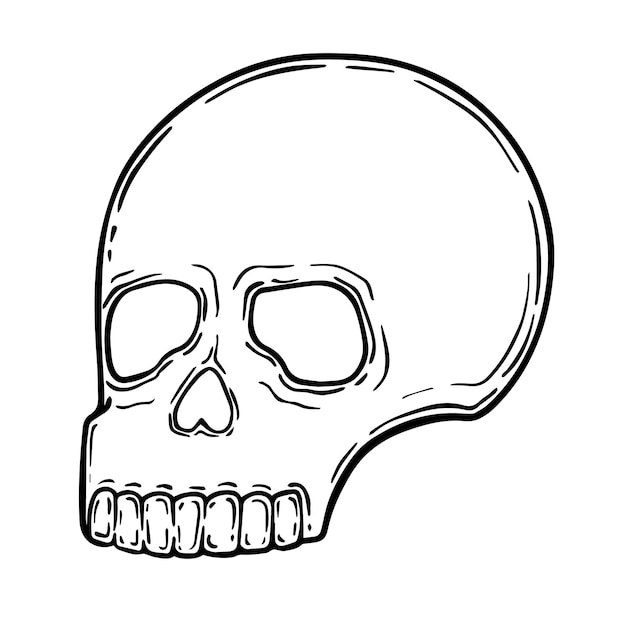 인간의 두개골 낙서 선형 색칠 공부