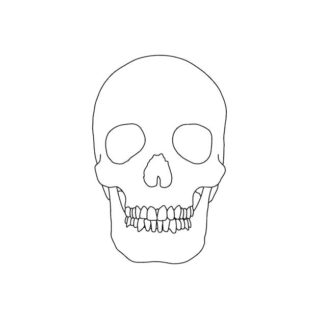 A human skull drawn by lines on white background Vector Stock illustration