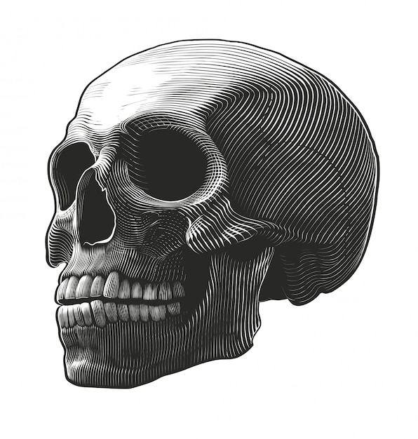 Vector human skull in engraving style