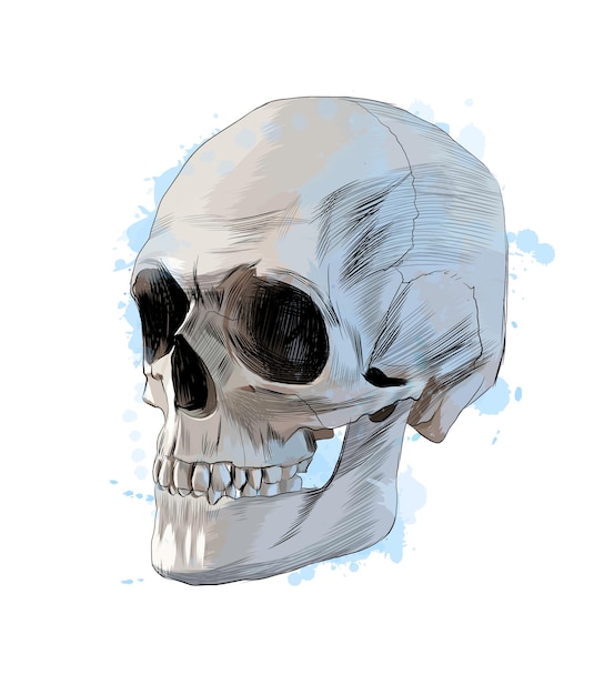 Human skull from a splash of watercolor, colored drawing, realistic. 