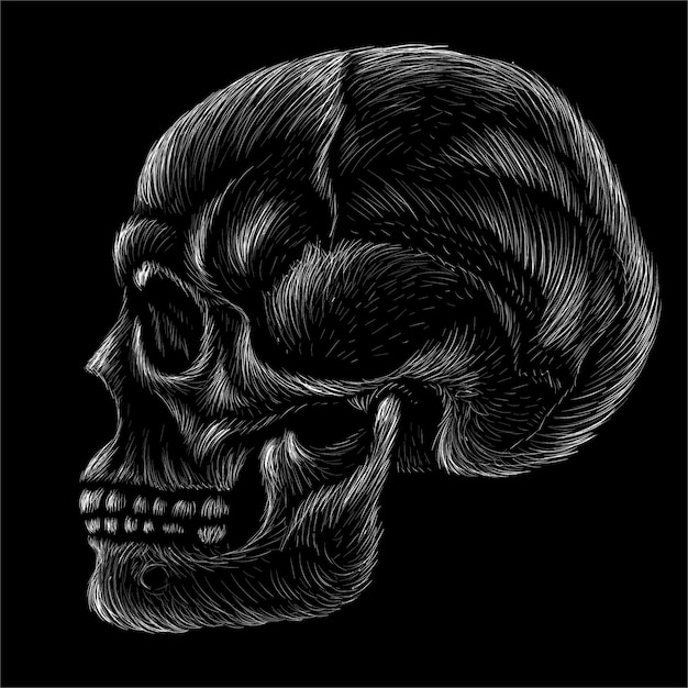 Human skull    hand drawn illustration