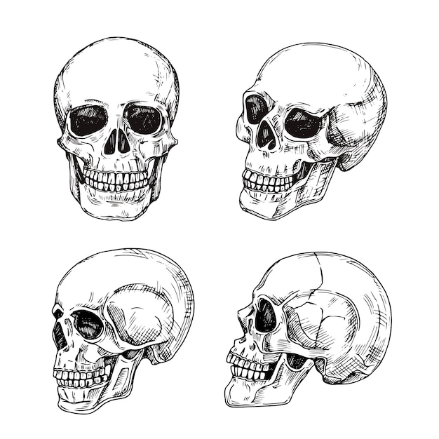 Vector human skull. hand drawn skulls. sketch vintage death tattoo  design isolated