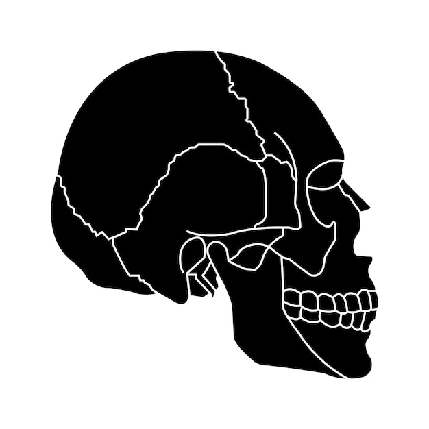 Vector human skull icon vector illustration symbol design