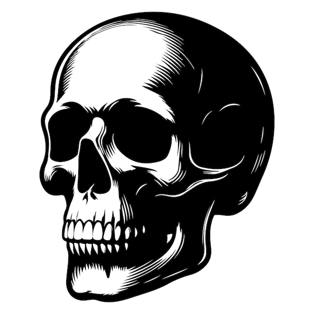 human skull illustration vector design