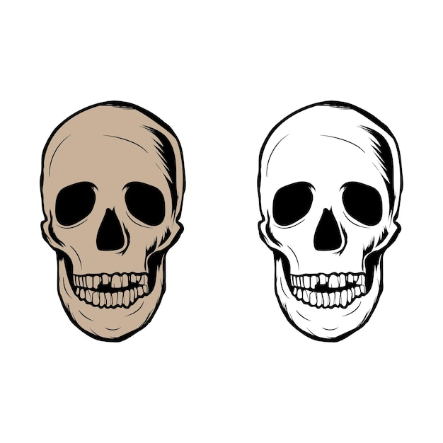 Vector human skull illustration