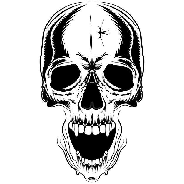 Human skull illustration