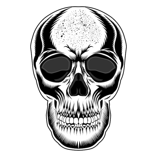 Vector human skull illustration