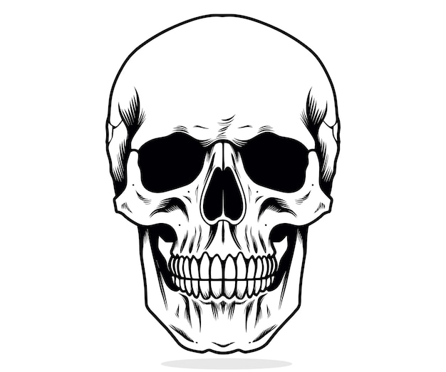 Human skull illustration