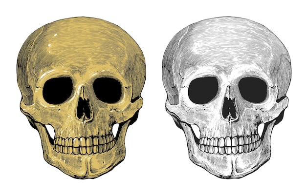 Вектор Человеческий череп в стиле гравюры