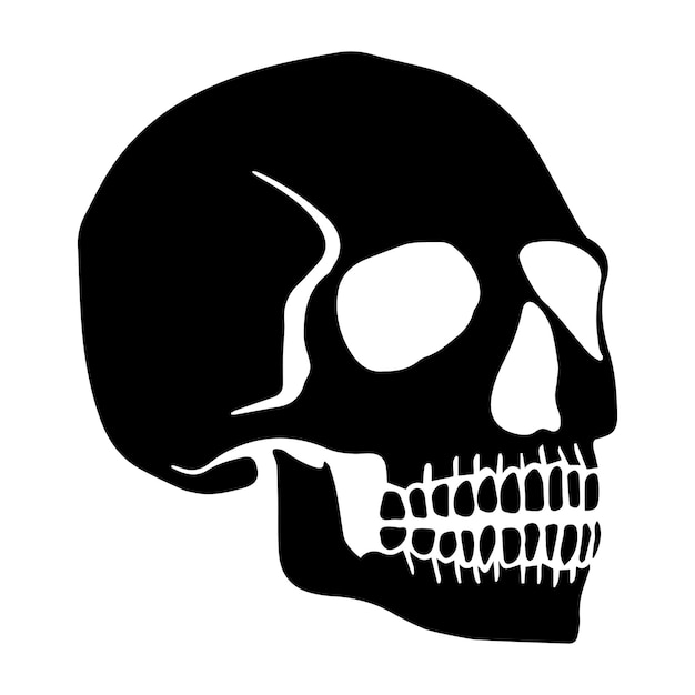 Human skull isolated vector illustration hand drawing skeleton sketch Illustration for Halloween