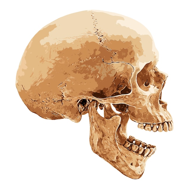 Vector human skull in lateral aspect on white background, vector illustration