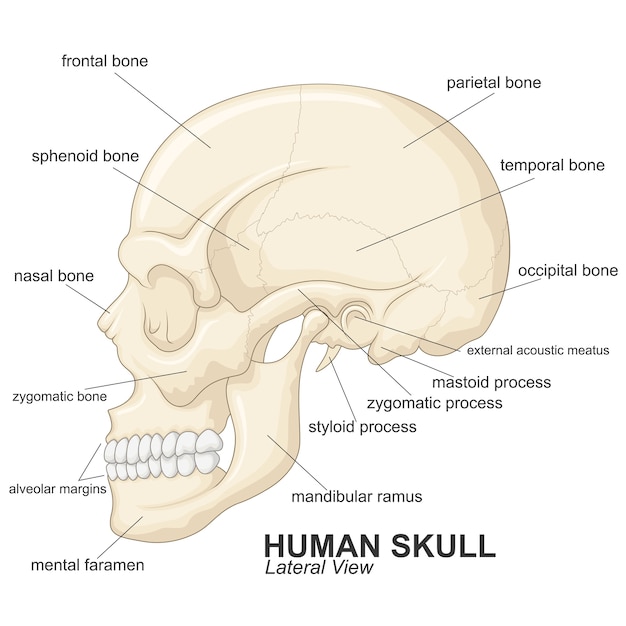 ベクトル 説明付き人間の頭蓋骨の側面図