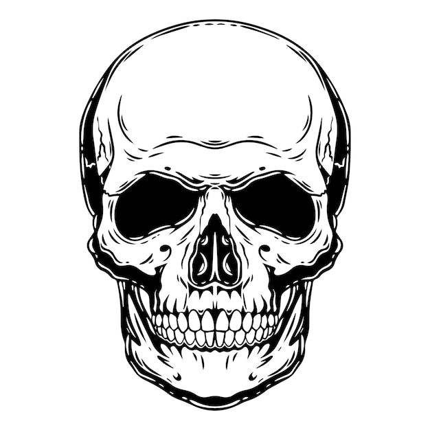 Vector a human skull. linear ink illustration.