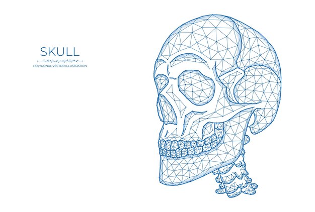 인간의 두개골 낮은 폴리 아트. 흰색 바탕에 다각형 해골입니다.
