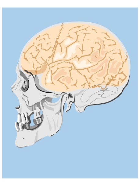 Vector human skull in profile view