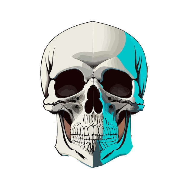 Human Skull realistic vector illustration