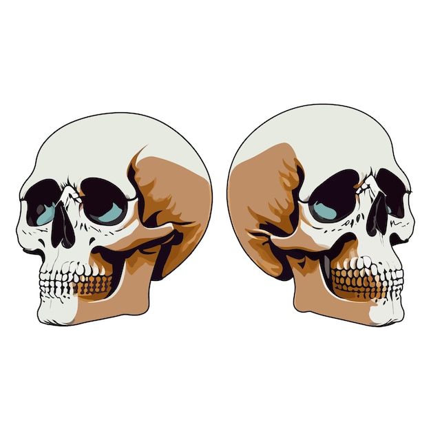 Human Skull realistic vector illustration