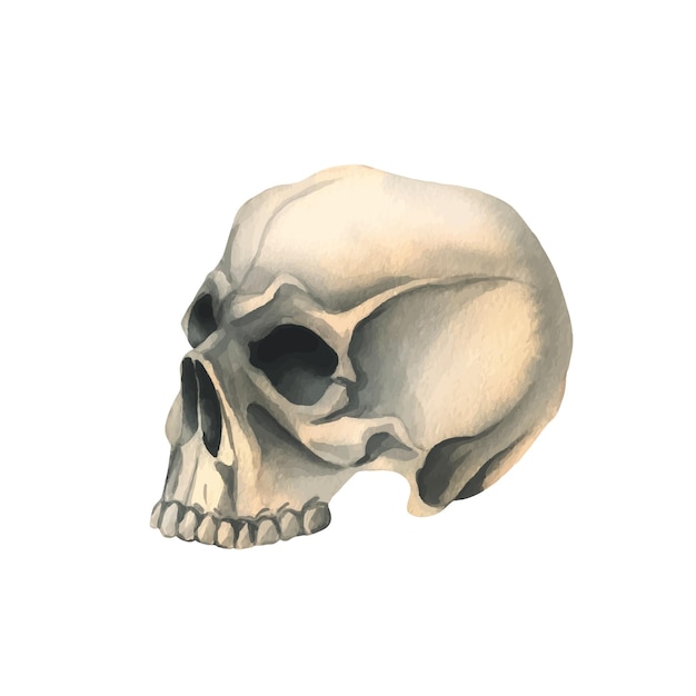 Human skull side view in profile hand drawn watercolor illustration for halloween day of the dead