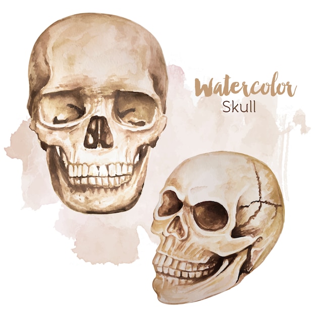 Vector human skull watercolor style