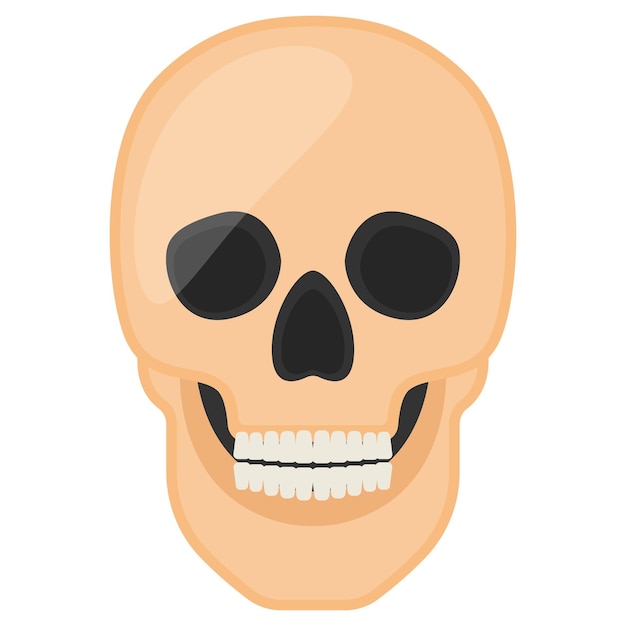 Cranio umano con denti mascella concetto disegno vettoriale sistema di organi anatomia umana parti del corpo umano stock