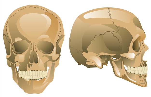 Vector human skull