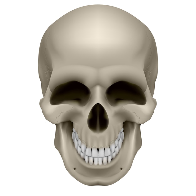 Vettore cranio umano