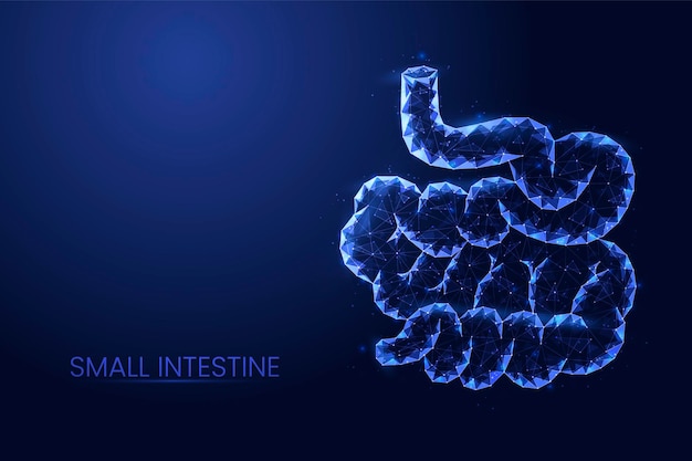 Illustrazione vettoriale del concetto di poli basso dell'intestino tenue umano sfondo astratto 3d