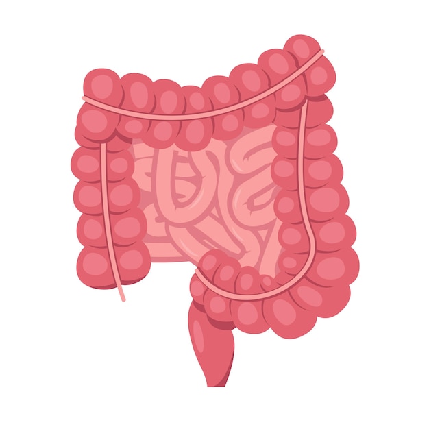 人間の小腸と大腸内臓消化管アイコン