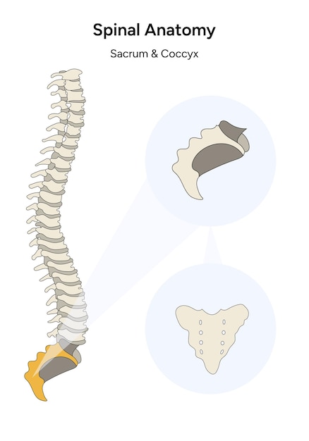 Vector human spinal anatomy sacrum and coccyx spine back illustration