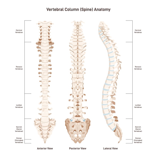 The human spine Vertebral column sites Anterior posterior and lateral