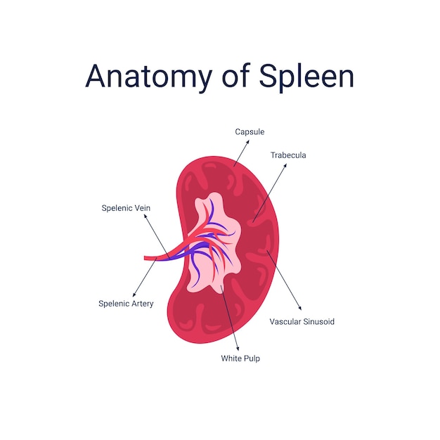 Векторная иллюстрация анатомии селезенки человека