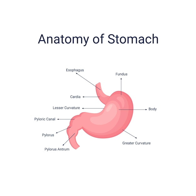 Human stomach anatomy diagram vector illustration