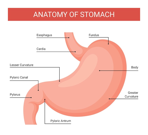 Vector human stomach anatomy infographics