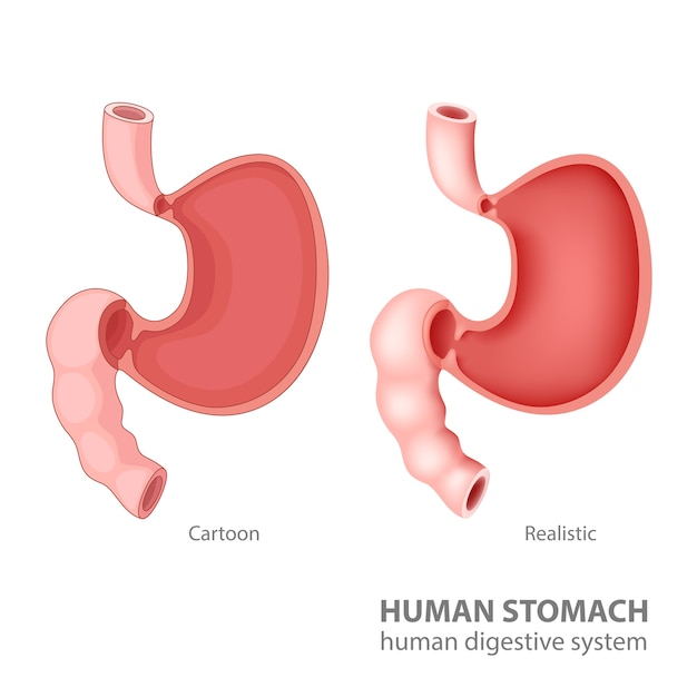 Stomaco umano nel cartone animato e realistico