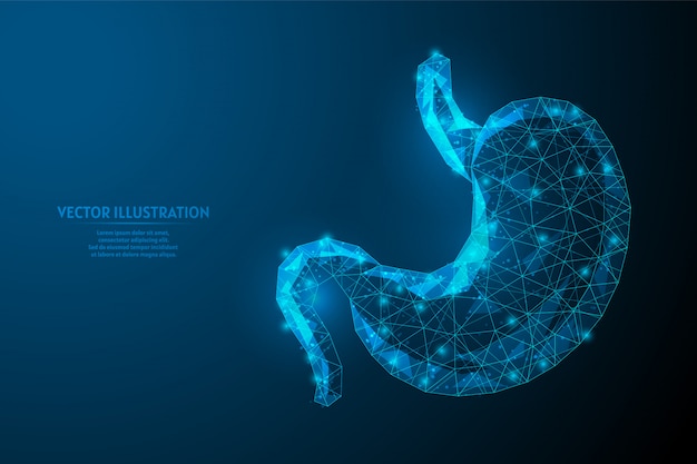 Stomaco umano da vicino. anatomia dell'organo apparato digerente. ulcera, cancro, gastrite, disbiosi. medicina e tecnologia innovative. 3d poli illustrazione wireframe bassa.