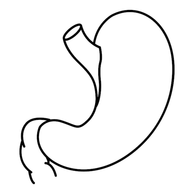 Vector human stomach for coloring