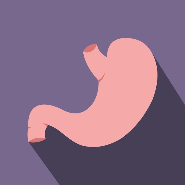 Vector human stomach flat icon with long shadow