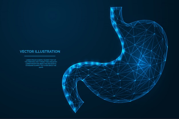 Human stomach internal organ low poly  illustration  .