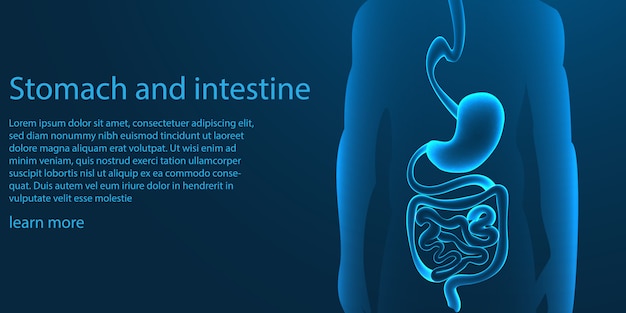Vector human stomach and intestine template