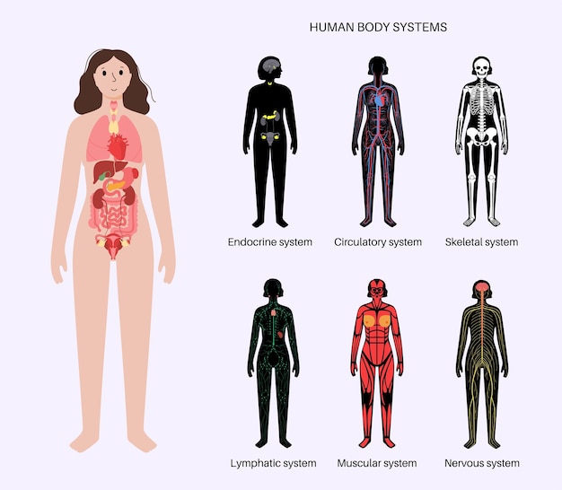 Human systems set