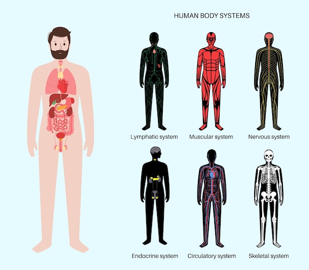 Human systems set