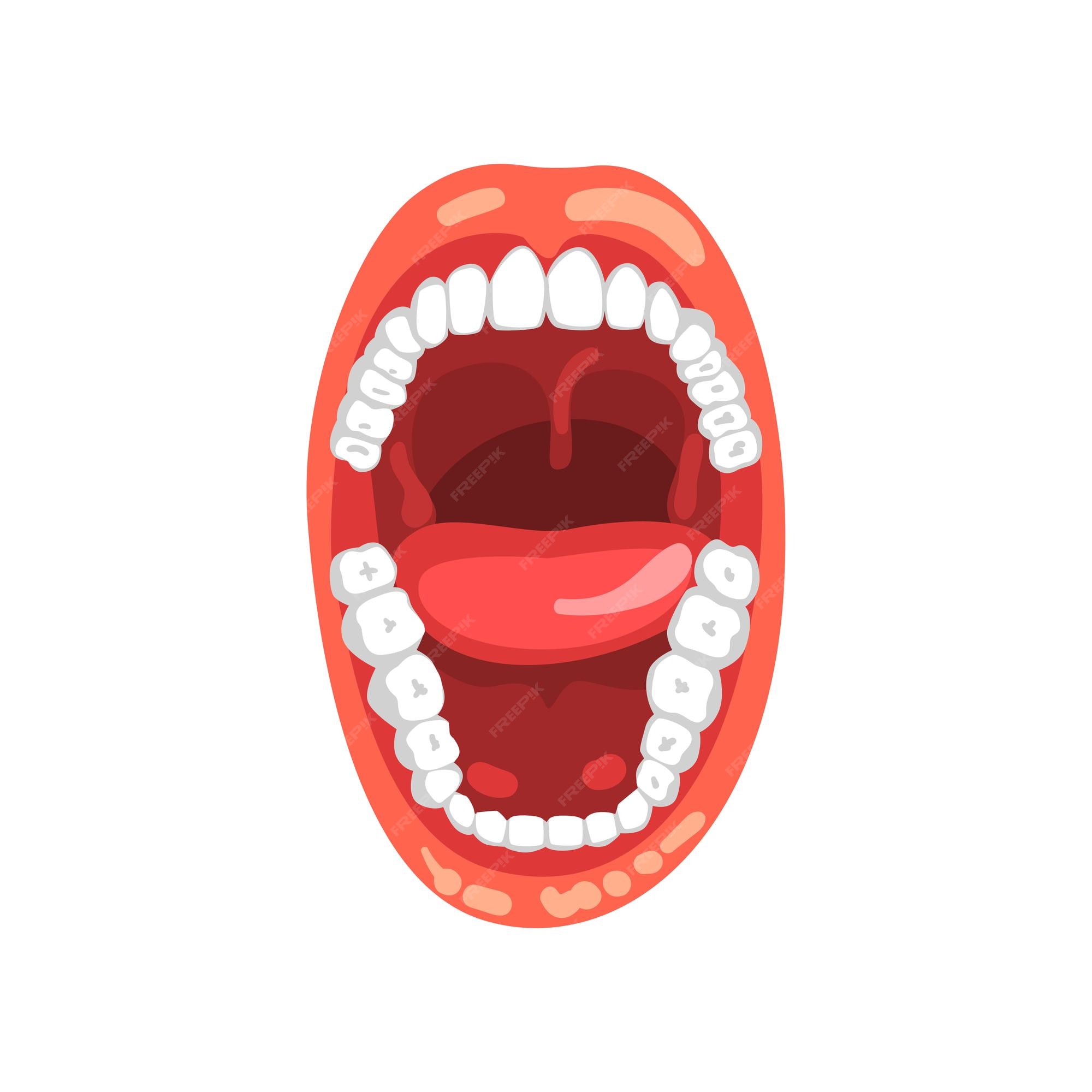 Premium Vector | Human teeth, open mouth vector illustration isolated on a  white background.