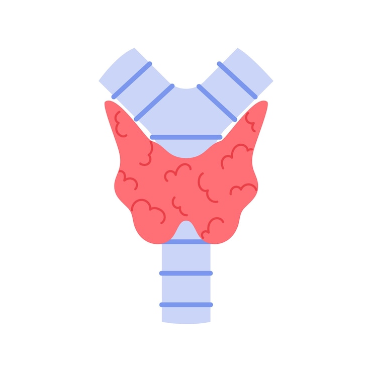 Vector human thyroid gland medical chart to study endocrinology anatomy