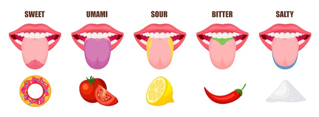 Zone di gusto base della lingua umana. cinque zone di gusto in una bocca: dolce, salato, acido, amaro e umami. illustrazione educativa e schematica isolata su fondo bianco.