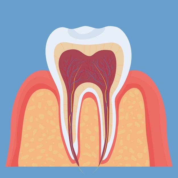 Modello dentale medico di anatomia del dente umano oggetto dettagliato colorato