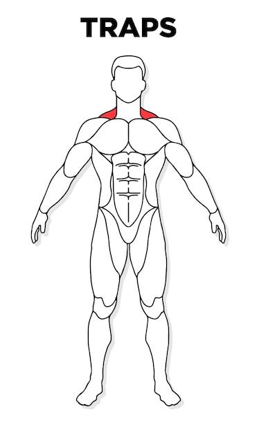 Vector human traps spier mannelijke anatomie model vector perfect voor sportschool illustratie