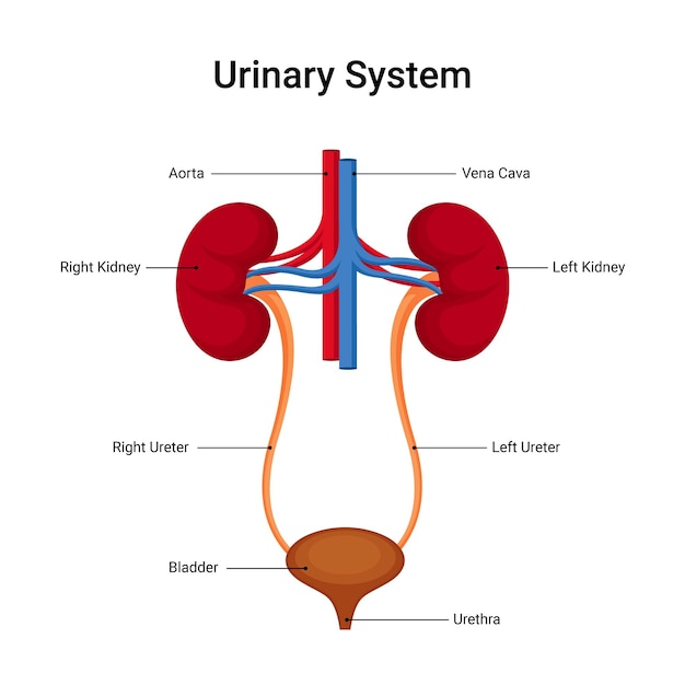 Vector human urinary system diagram