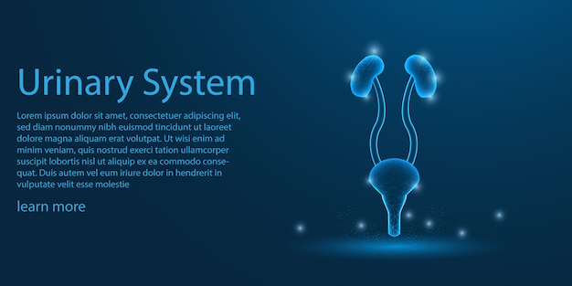 Human urinary system,  kidnes low poly concept.